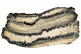 Mammoth Molar Slice with Case - South Carolina #193871-2